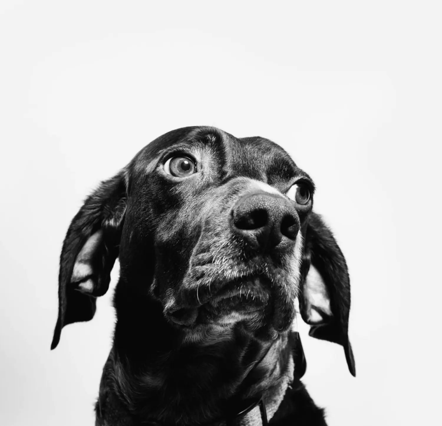 Hundenothilfe Frankreich e.v - Hund