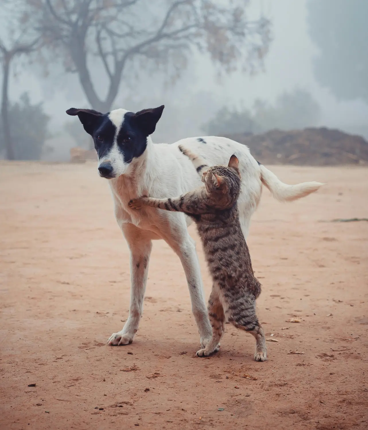 Hundenothilfe Frankreich e.v - Hund und Katze