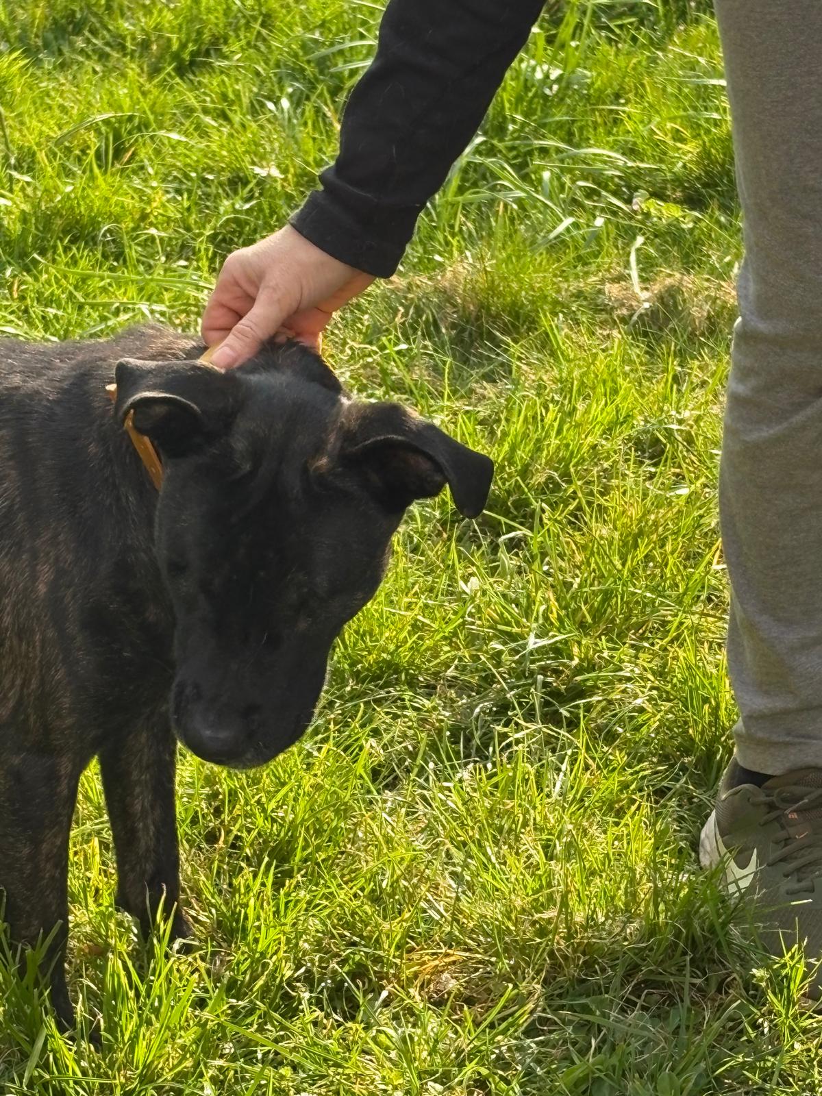  Hund Tristan