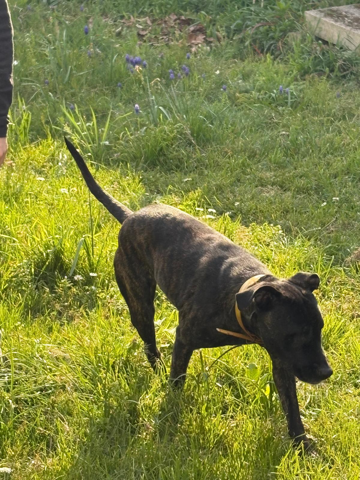  Hund Tristan