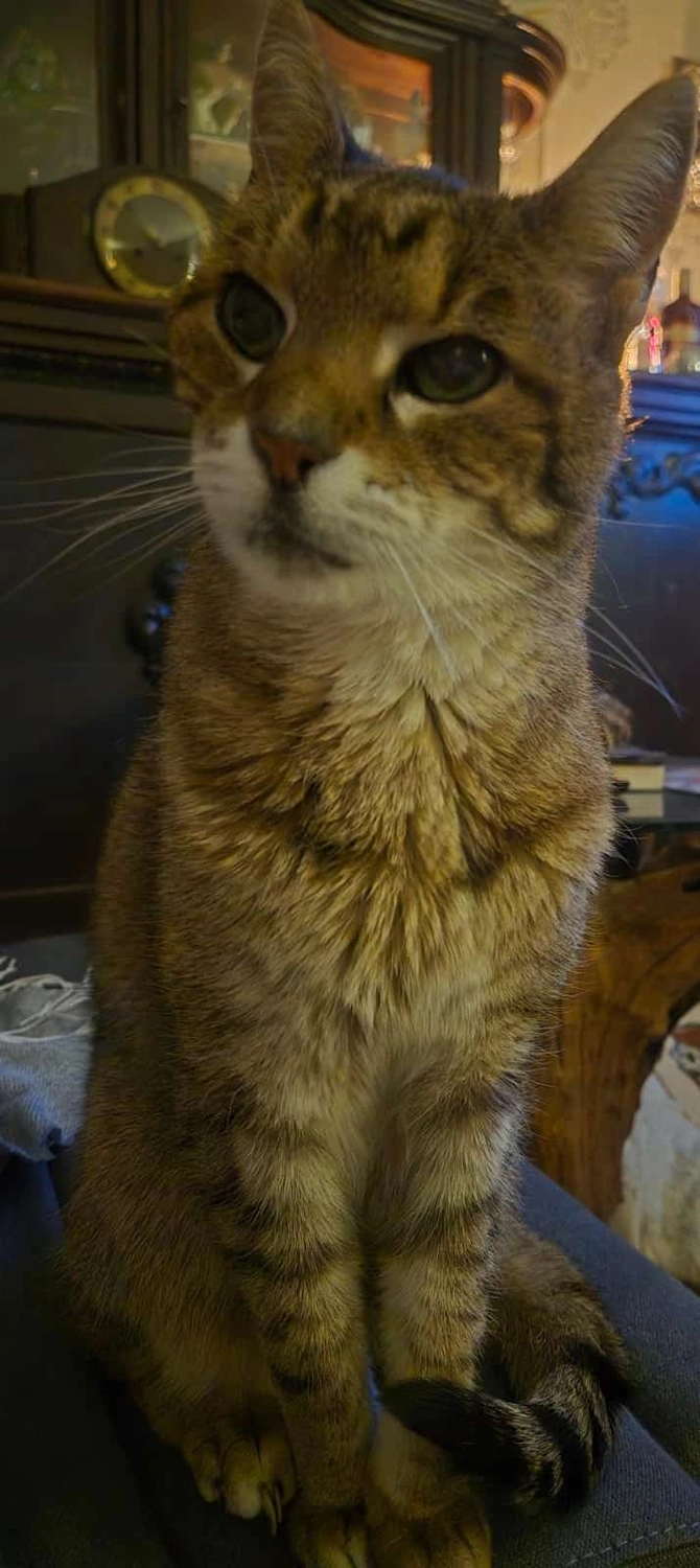 Katze Tessa